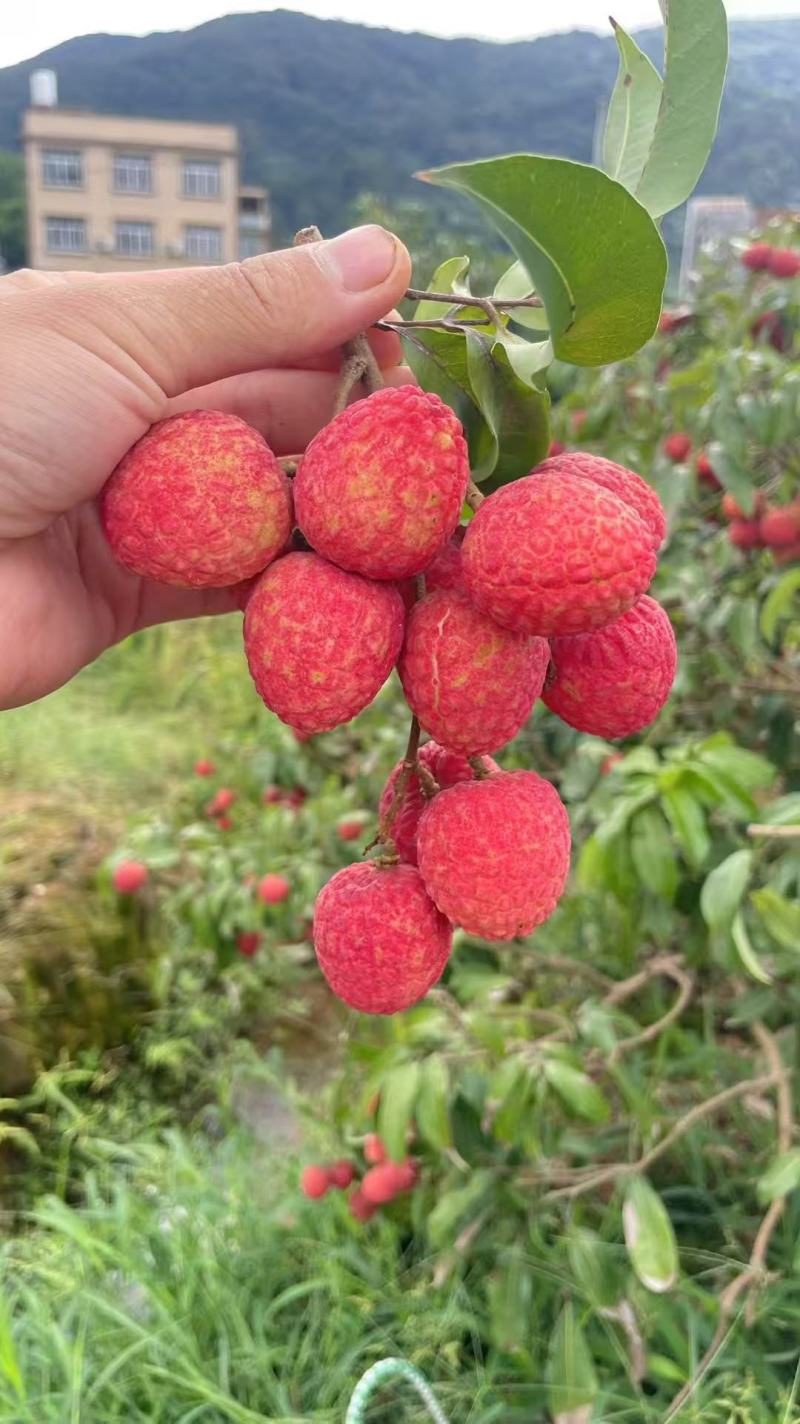 广西仙进奉荔枝.情人荔荔枝爱马仕质量保证满意。