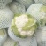 兰州榆中小白花，实花，白菜花