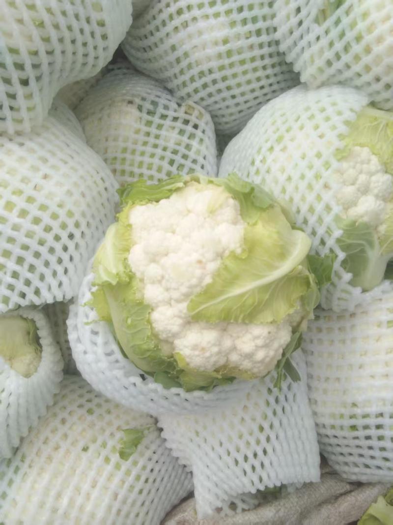 兰州榆中小白花，实花，白菜花