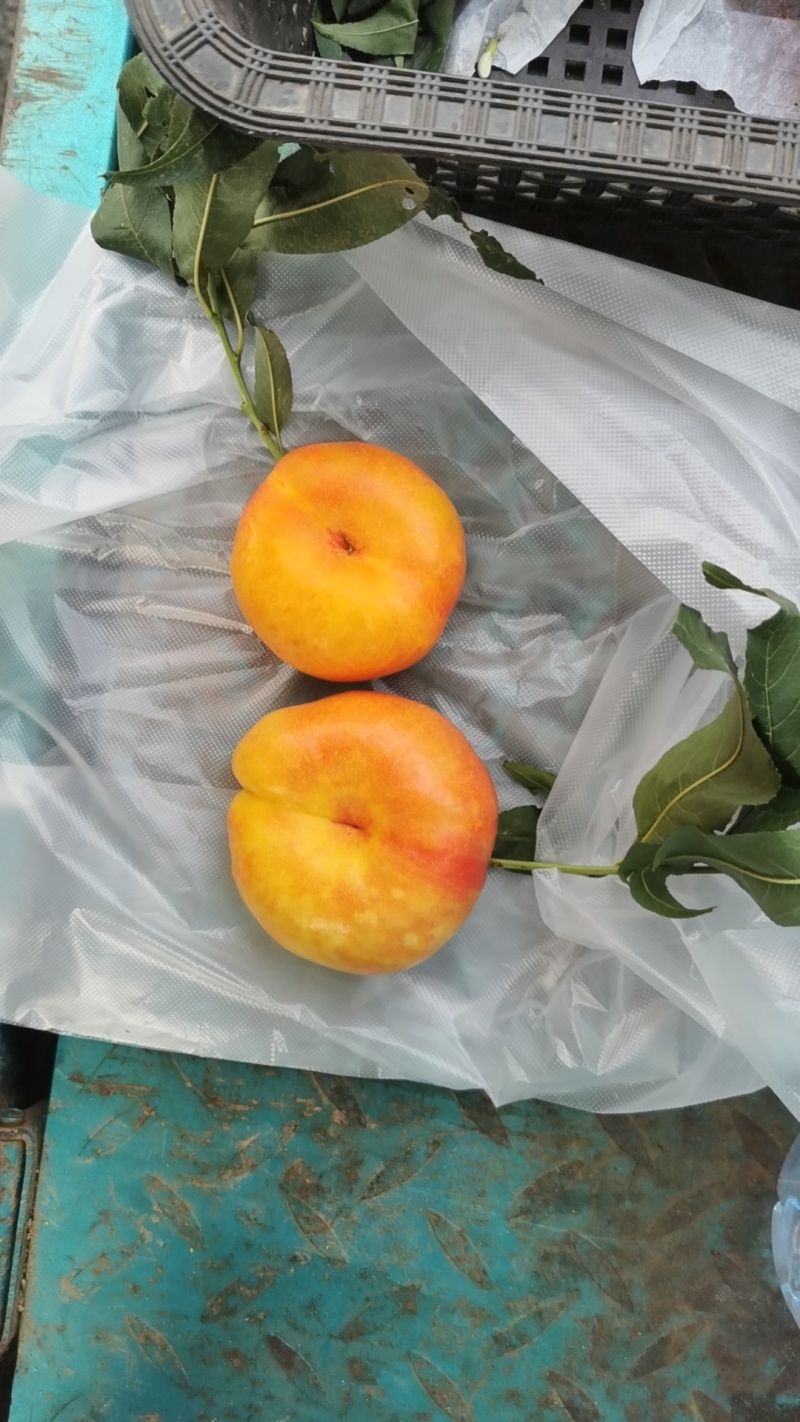 彩虹蟠桃