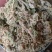云南精品水苔小花