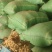云南精品水苔小花
