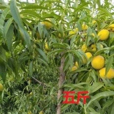 山东曹县黄桃基地