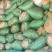 精品水苔小花