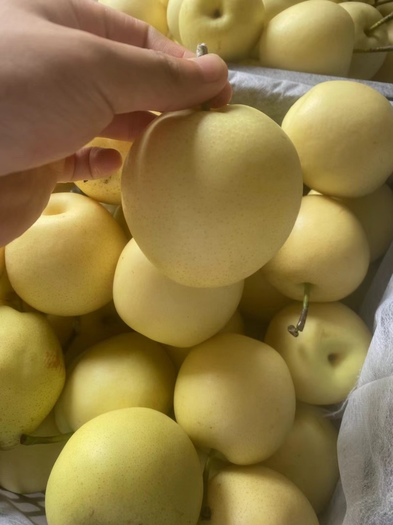 正宗河北皇冠梨现货供应，保质保量，产地直供一手货源