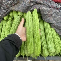 本地苦瓜各类蔬菜大量有