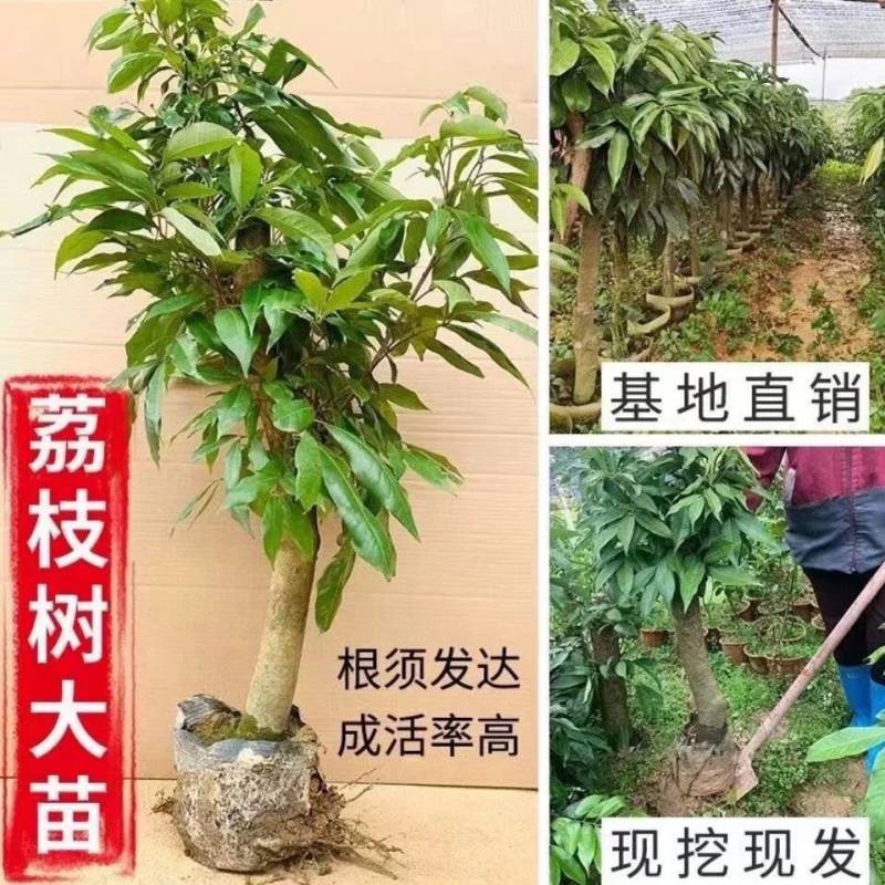 广西荔枝苗高压苗各种品种规格果苗