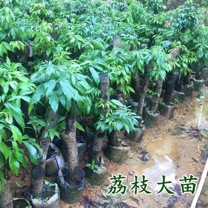 广西荔枝苗高压苗各种品种规格果苗
