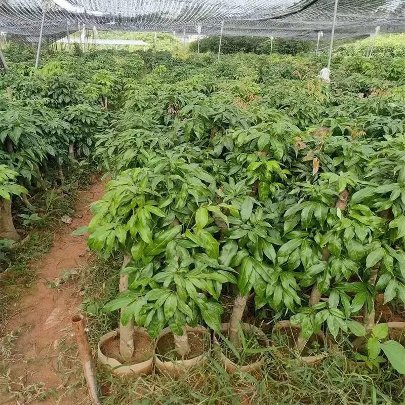 广西荔枝苗高压苗各种品种规格果苗