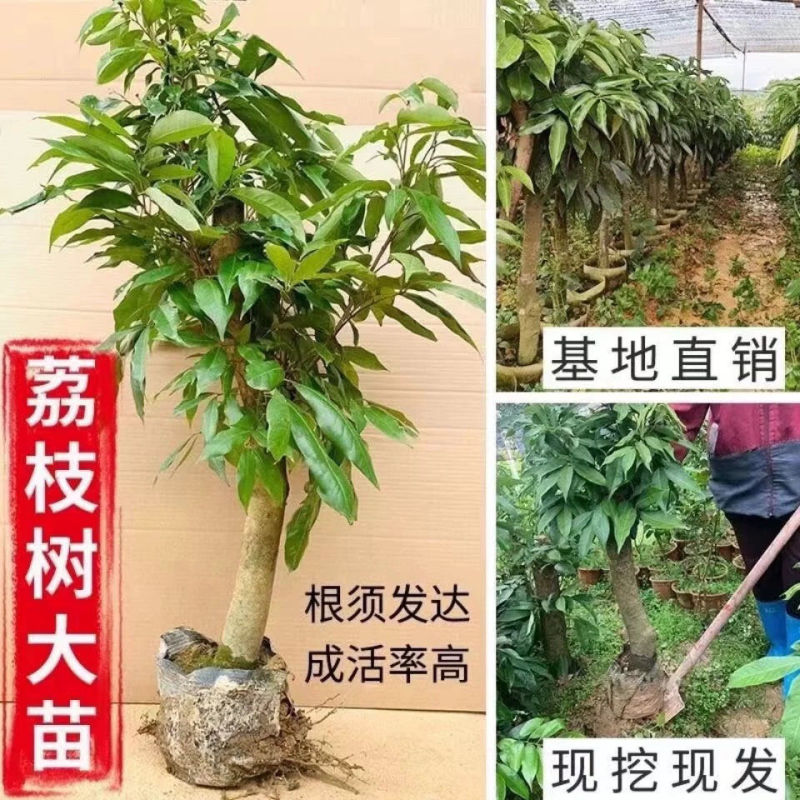 广西荔枝苗高压苗各种品种规格果苗