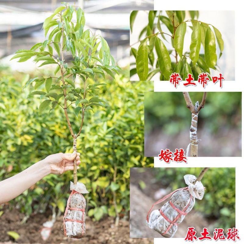 广西荔枝苗高压苗各种品种规格果苗