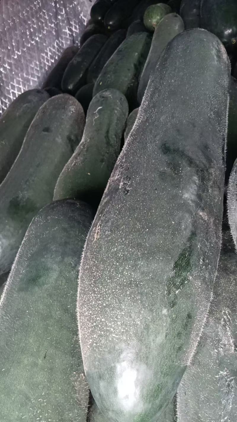 吊瓜，精品吊冬瓜，条形好，伸展，芯实，个大！！！！