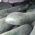 吊瓜，精品吊冬瓜，条形好，伸展，芯实，个大！！！！