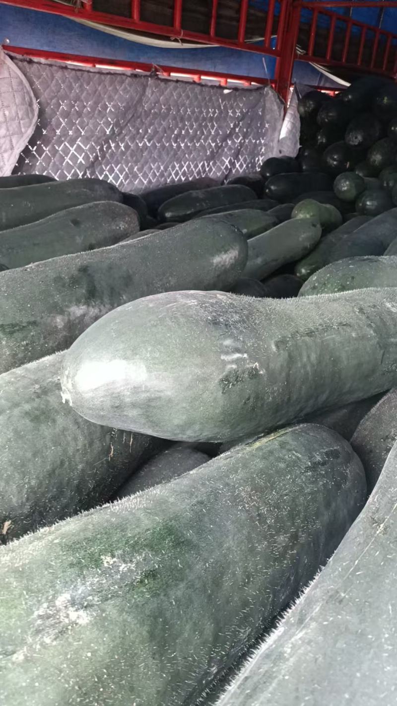 吊瓜，精品吊冬瓜，条形好，伸展，芯实，个大！！！！