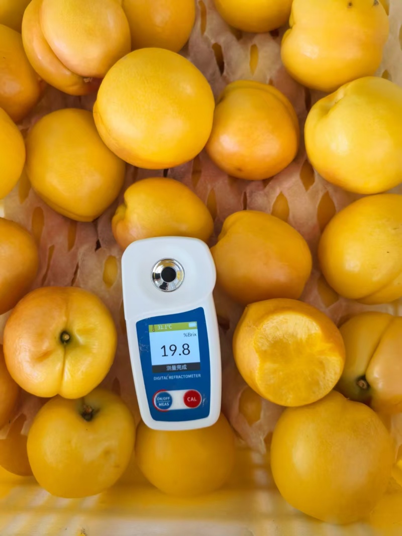 产地直供.山东沂蒙山黄桃基地，口感甜脆，全国发。