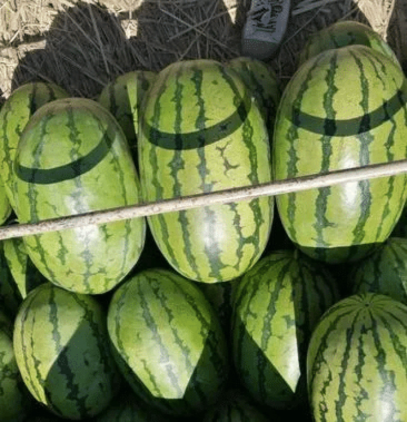 宁夏硒砂瓜石头瓜精品西瓜产地直发量大从优可对接各大平台