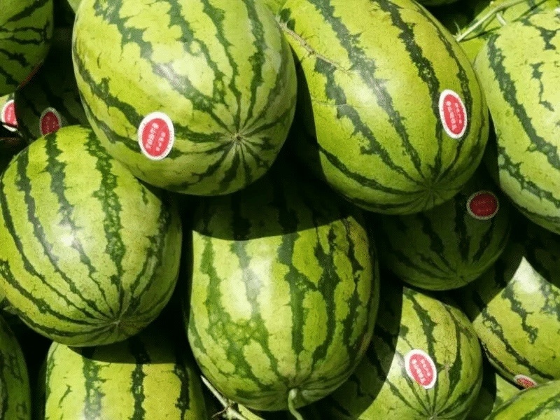宁夏硒砂瓜石头瓜精品西瓜产地直发量大从优可对接各大平台