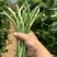 山西壶关架豆王大量上市