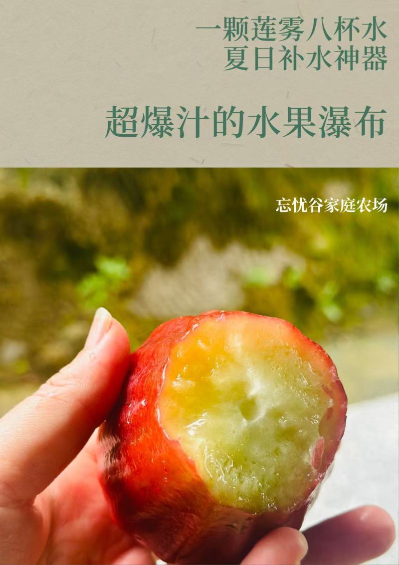 大量黑金刚莲雾上市