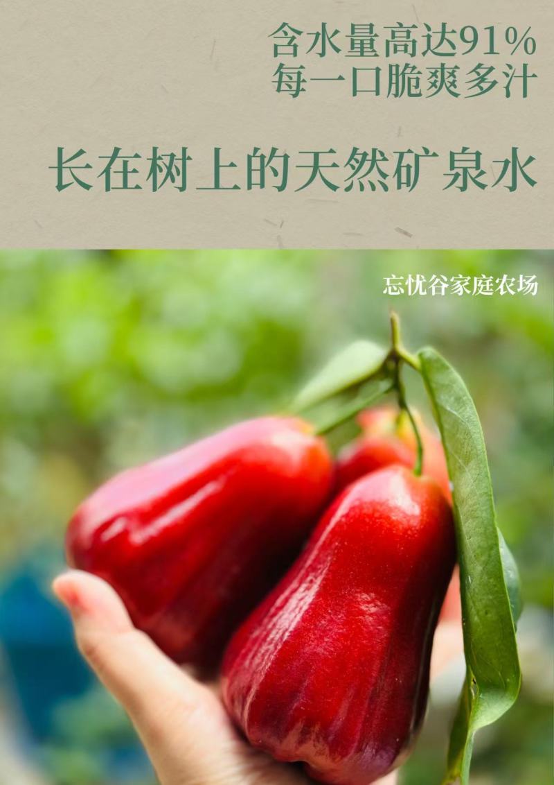 大量黑金刚莲雾上市