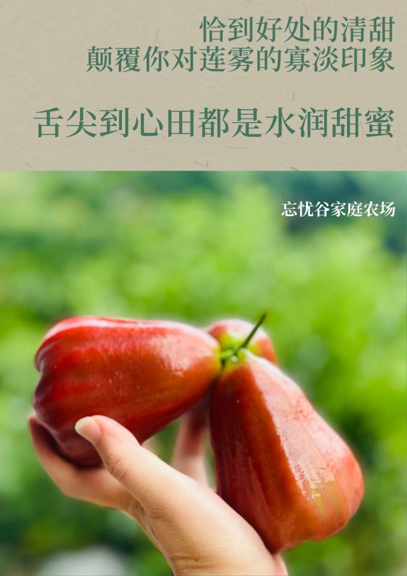 大量黑金刚莲雾上市