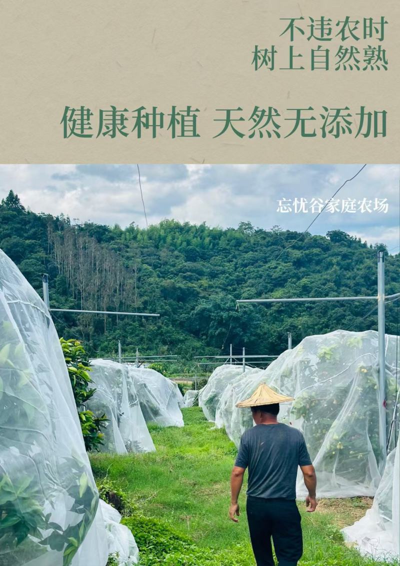 大量黑金刚莲雾上市