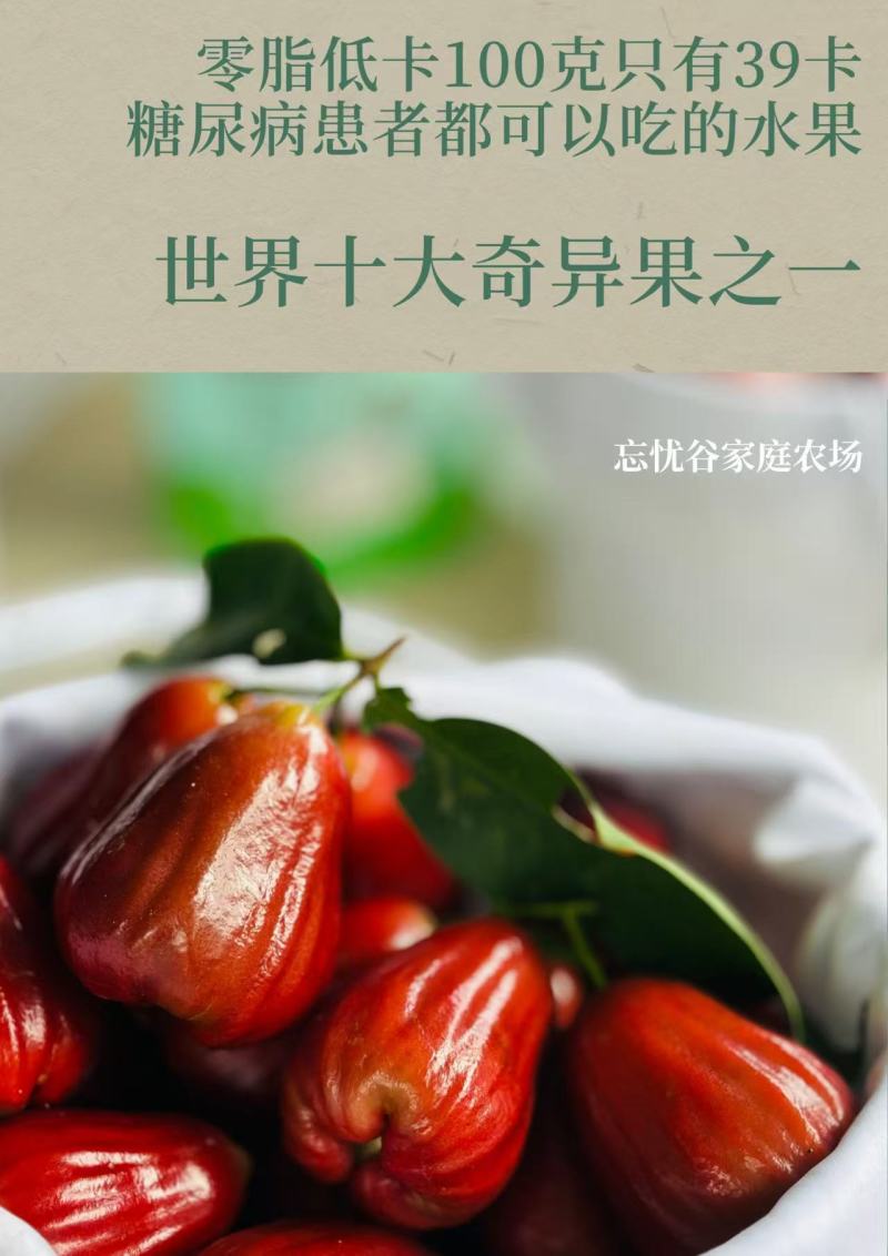 大量黑金刚莲雾上市