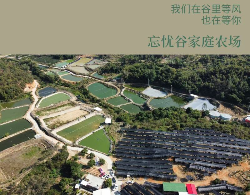 大量黑金刚莲雾上市
