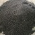 精品面条菜种子货源充足量大从优质量保证欢迎咨询