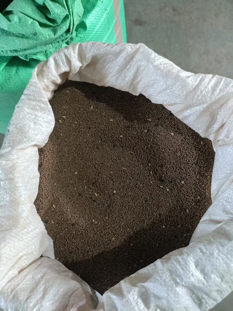 精品面条菜种子货源充足量大从优质量保证欢迎咨询