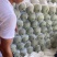 哈密瓜新疆吐鲁番货源充足量大从优诚信经营欢迎咨询