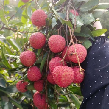 广西灵山龙武百年荔枝示范区的桂味，桂味中的**“爱马仕”