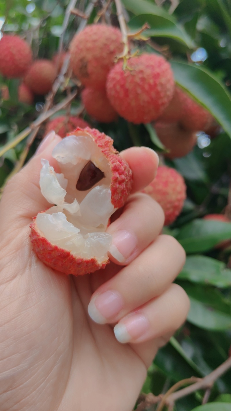 广西灵山龙武百年荔枝示范区的桂味，桂味中的**“爱马仕”