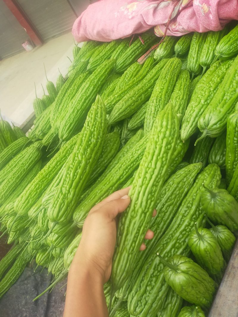 本地绿皮苦瓜大量上市质量好，可供电商超市，可视频看货