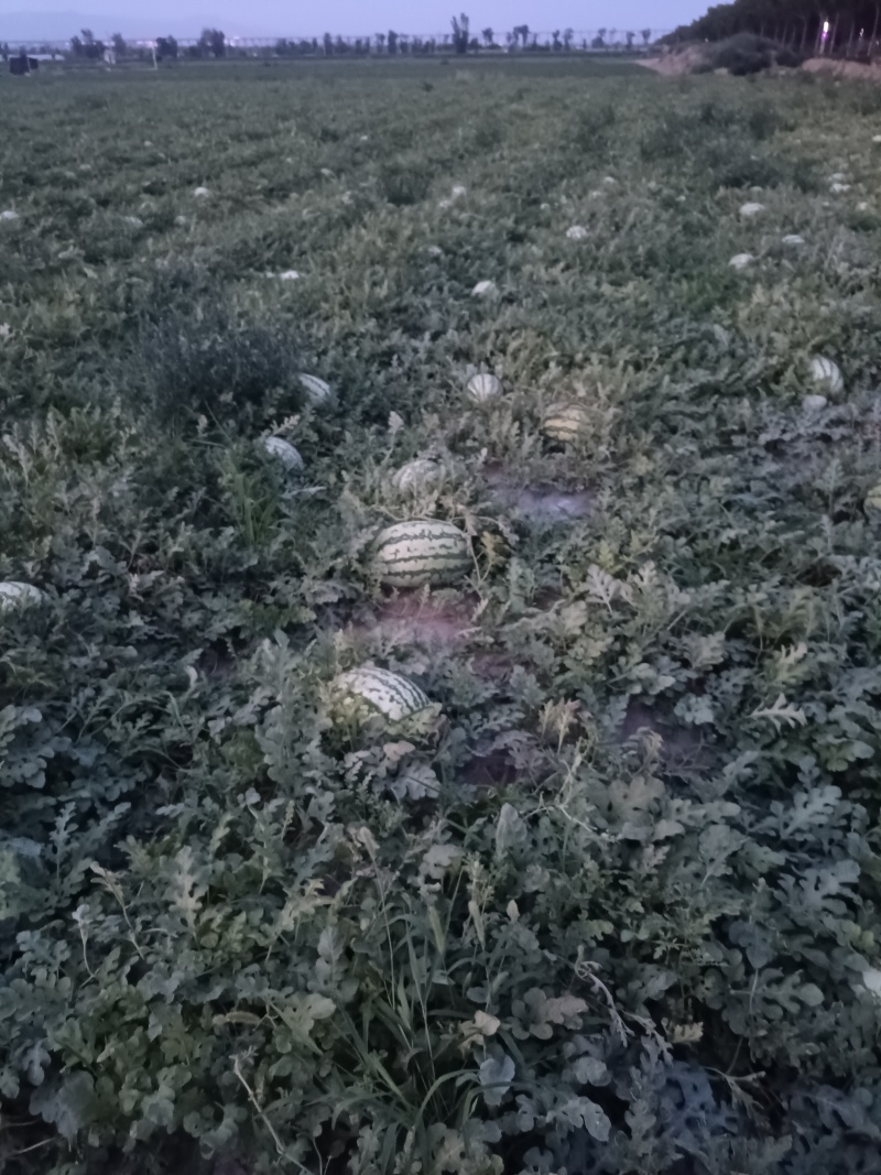 黄河滩西瓜