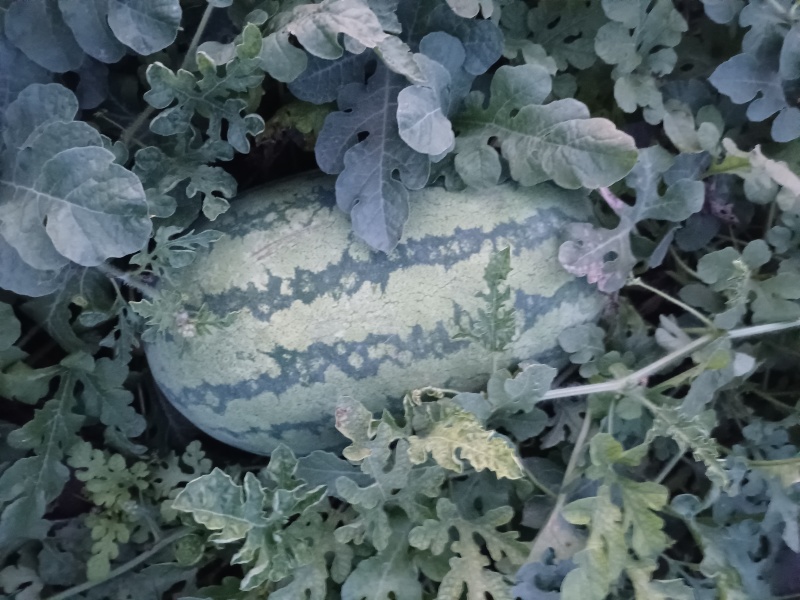 黄河滩西瓜