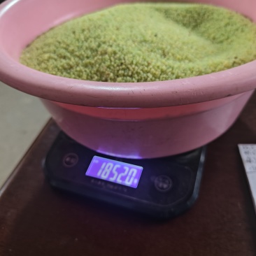 豆丹虫卵