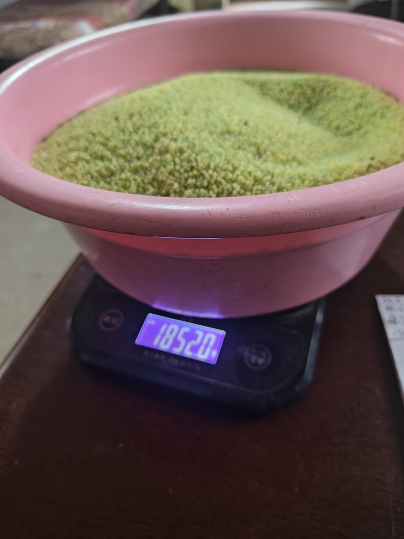豆丹虫卵