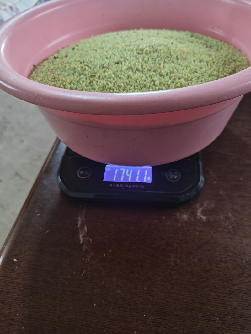 豆丹虫卵