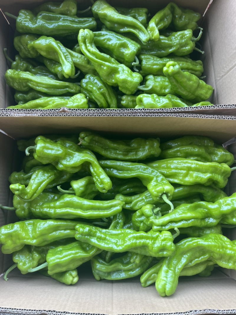 芜湖椒东北冷棚芜湖椒产地直发一手货源