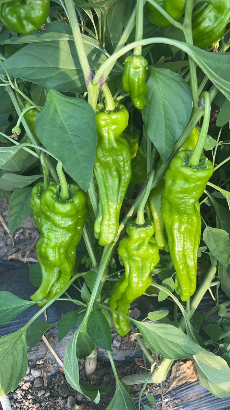 芜湖椒东北冷棚芜湖椒产地直发一手货源