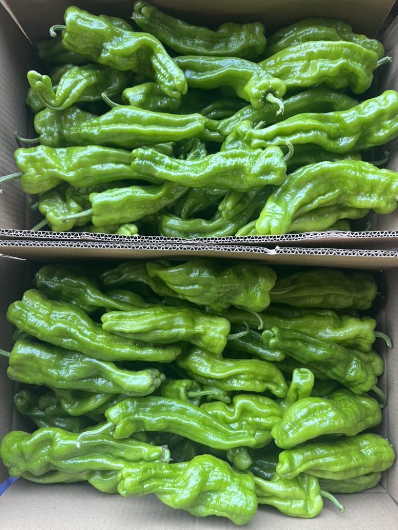芜湖椒东北冷棚芜湖椒产地直发一手货源