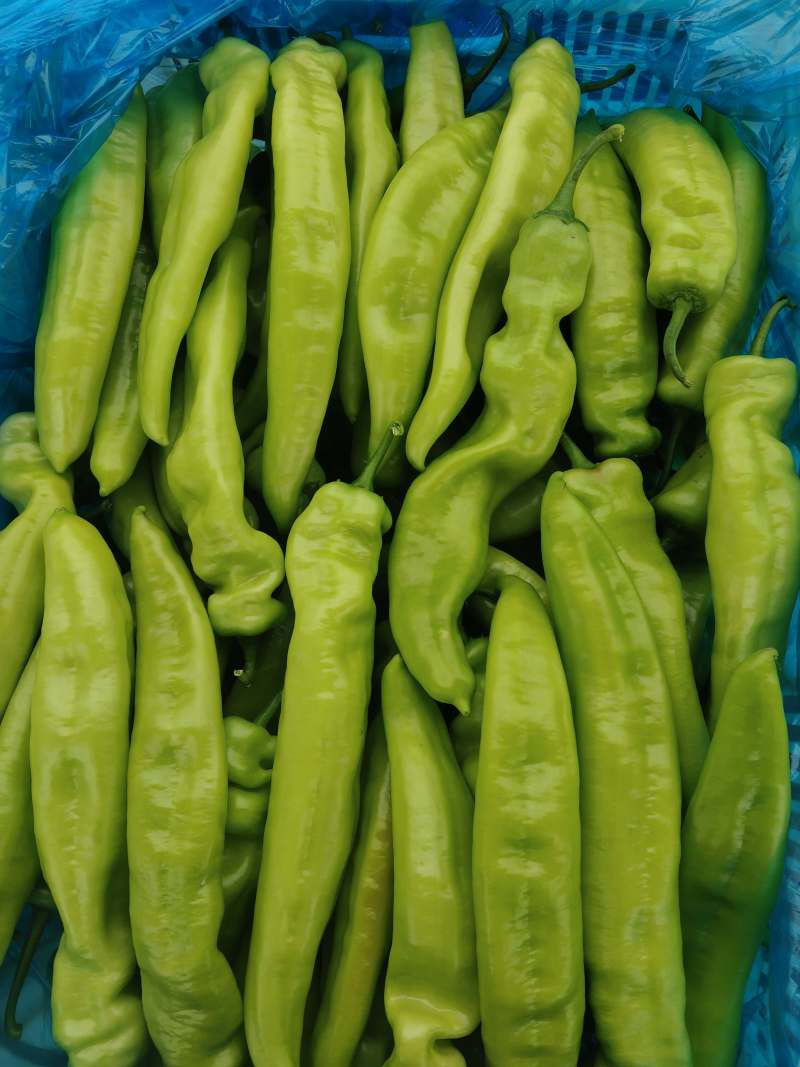 山东大辣椒