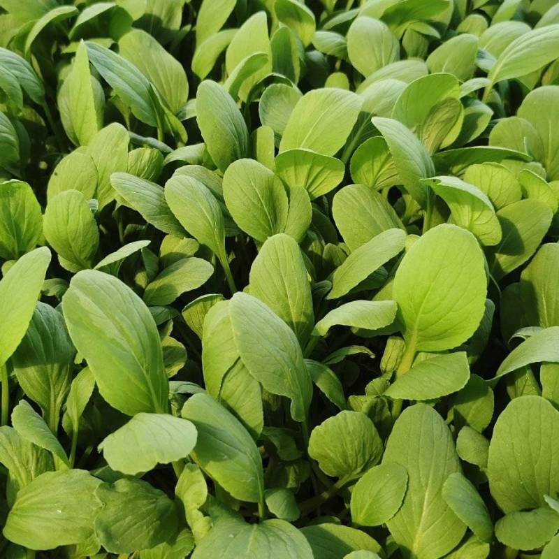 鸡毛菜一手货源价格随行就市种植户直销没有中间商