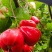 云南红宝石莲雾质美价优一手货源先到先得欢迎来电