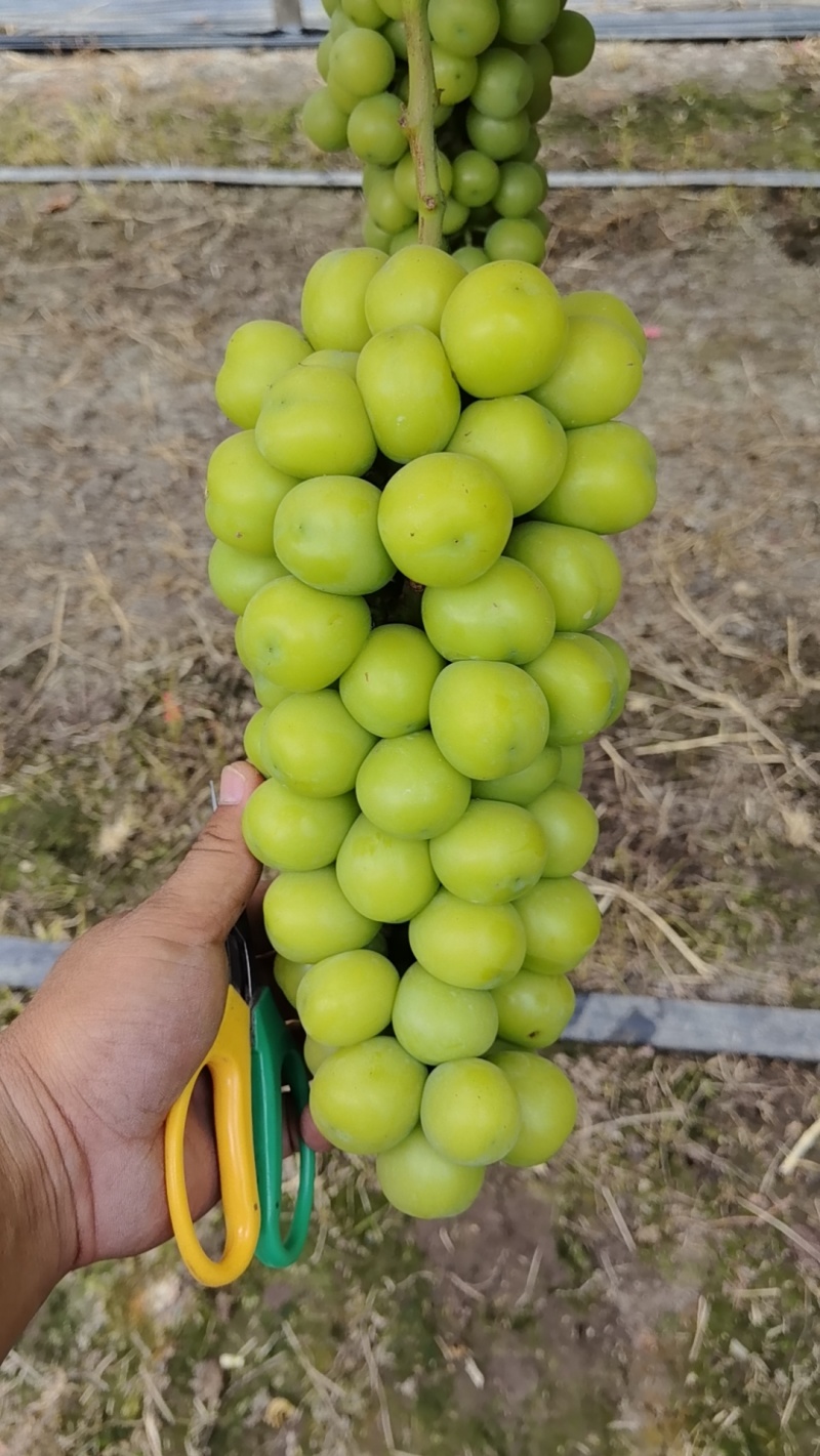 精品阳光阳光玫瑰产地直销价格实惠