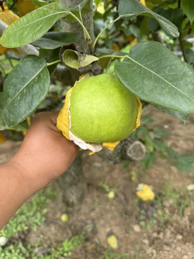安徽砀山酥脆一号梨大量上市中，一手货源视频看货对接全国