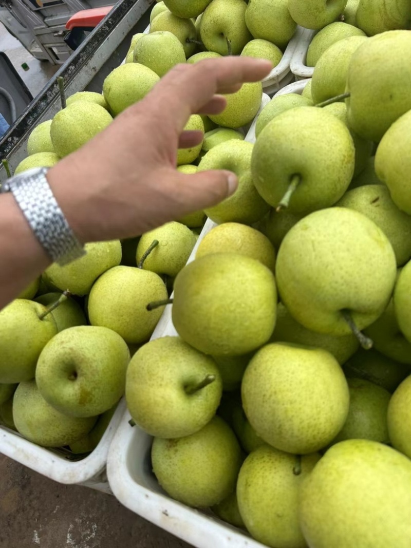 安徽砀山酥脆一号梨大量上市中，一手货源视频看货对接全国
