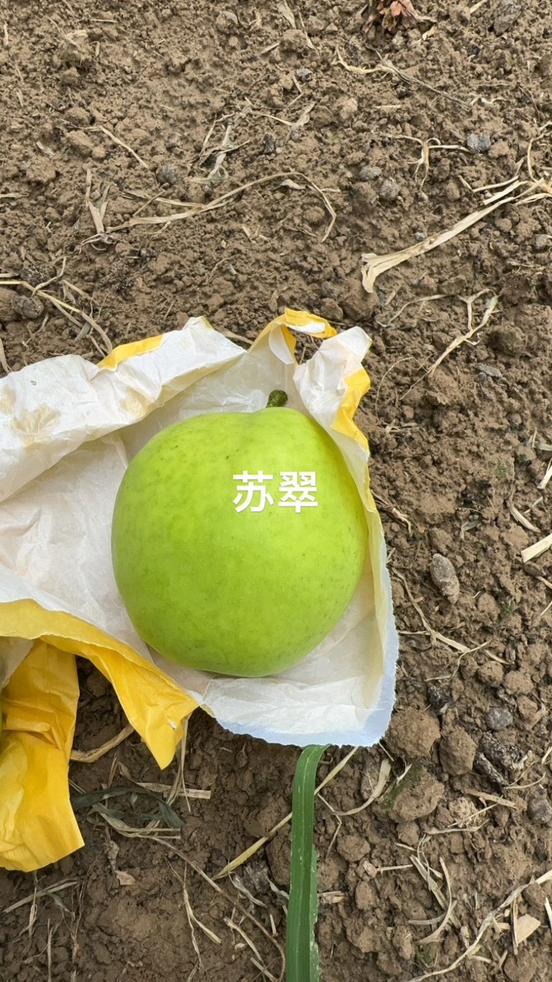 安徽砀山酥脆一号梨大量上市中，一手货源视频看货对接全国