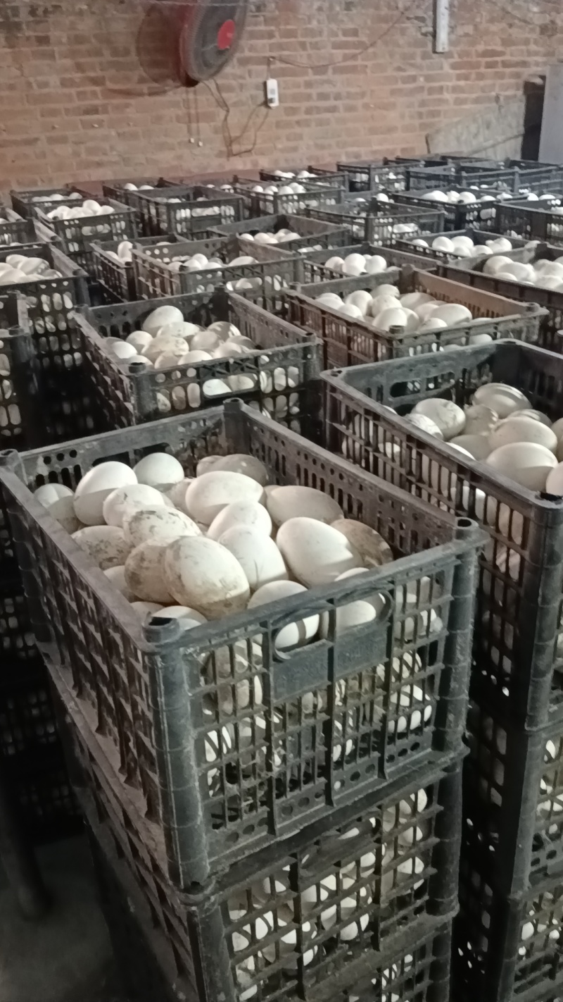 照蛋5天照蛋圆黄鹅蛋批发鹅蛋量大从优